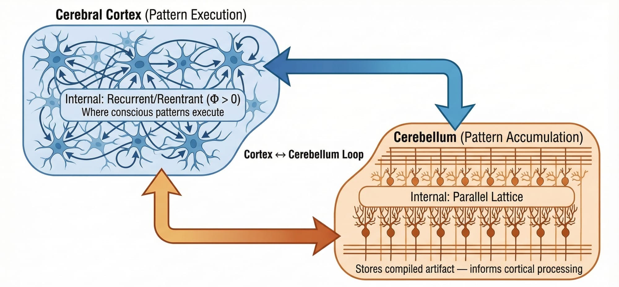 Figure 2: Cortex-Cerebellum Integration. Bidirectional communication enables the cortex (recurrent internal topology, ϕ > 0) to draw on cerebellar storage --- (parallel internal lattice). Consciousness executes in cortical dynamics while cerebellum accumulates the "compiled artifact" that informs processing.