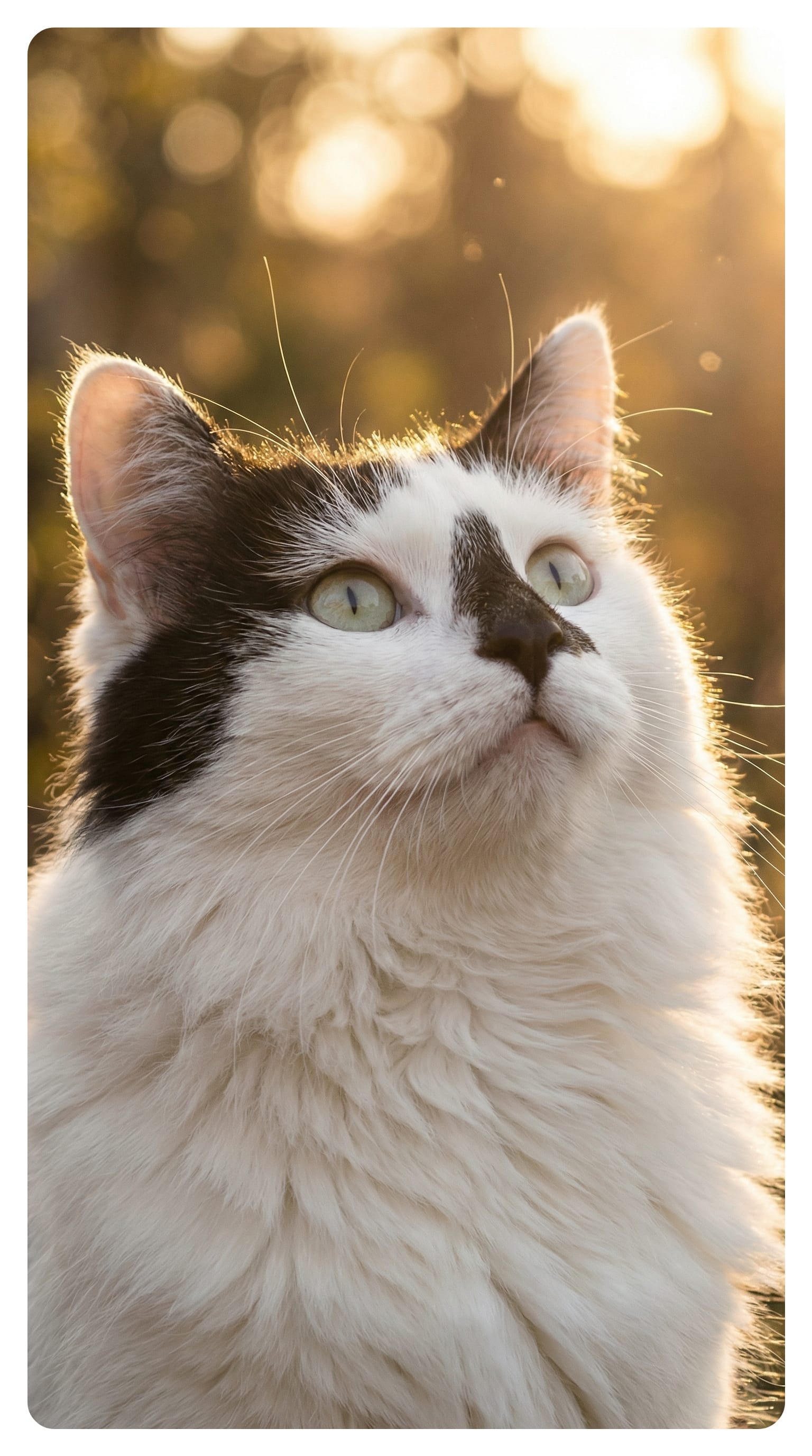 Black and white longhair rescue cat with pearlescent green-gold eyes and distinctive black diamond nose patch looking upward